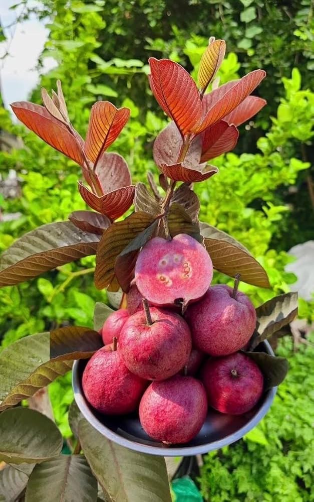 Thai Red Kings Guava